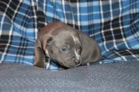 Johnathan, a male American Bully for sale in East Patchogue, NY – Photo 5 of 8