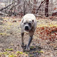 Johnathan, a male American Bully for sale in East Patchogue, NY – Photo 7 of 8