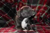 Johnathan, a male American Bully for sale in East Patchogue, NY – Photo 8 of 8