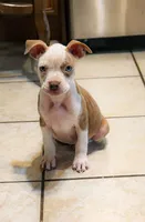 Lumiya, a female American Bully for sale in East Patchogue, NY – 2 of 2