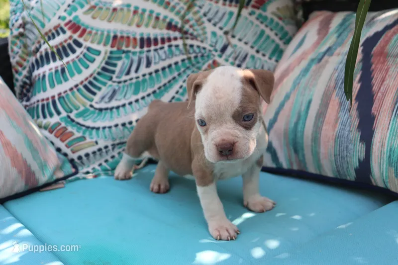 Lumiya – American Bully puppy for sale in East Patchogue, NY