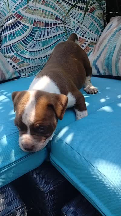 Jar Jar Binks, a male American Bully for sale in East Patchogue, NY – 5 of 5