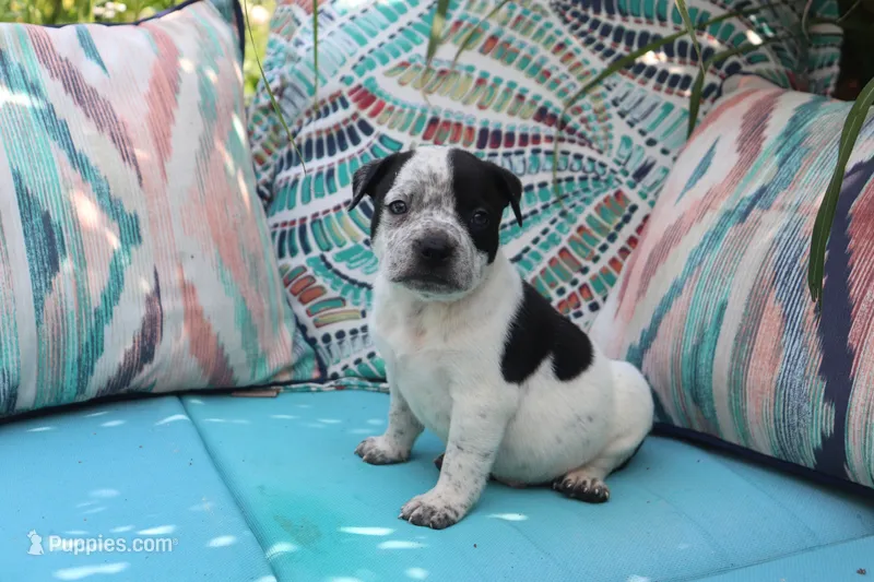 Vader – American Bully puppy for sale in East Patchogue, NY