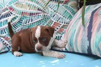 Jar Jar Binks, a male American Bully for sale in East Patchogue, NY – 3 of 5