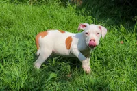 R2D2, a male American Bully for sale in East Patchogue, NY – 2 of 2