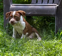 Jar Jar Binks, a male American Bully for sale in East Patchogue, NY – 2 of 5