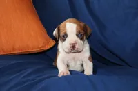 Ahoska, a female American Bully for sale in East Patchogue, NY – 1 of 1