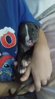 Orange runt, a female American Bully for sale in East Patchogue, NY – 2 of 2