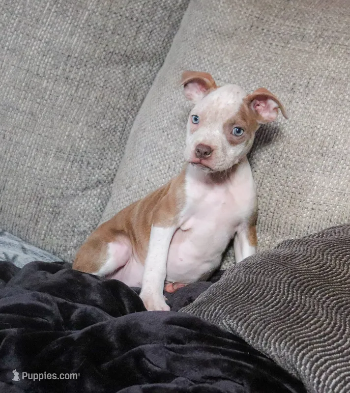 Lumiya – American Bully puppy for sale in East Patchogue, NY