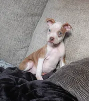 Lumiya, a female American Bully for sale in East Patchogue, NY – 1 of 2