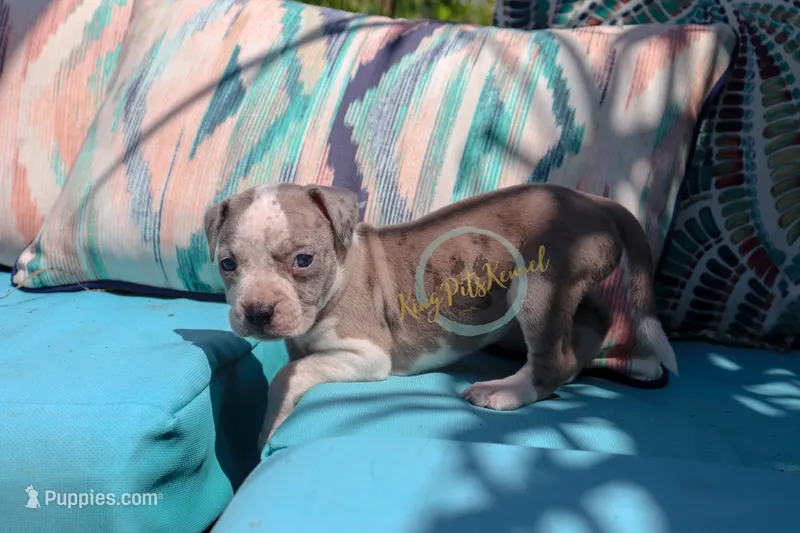 Purple – American Bully puppy for sale in East Patchogue, NY