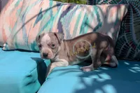 Purple, a male American Bully for sale in East Patchogue, NY – 1 of 1