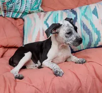 Hope, a female American Bully for sale in East Patchogue, NY – 2 of 3