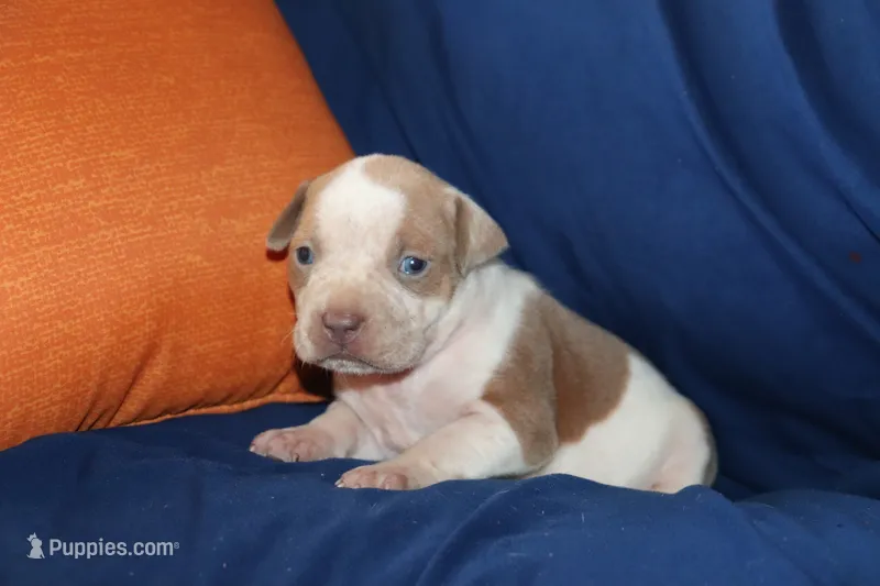 Luke, a male American Bully for sale in East Patchogue, NY – 1 of 1