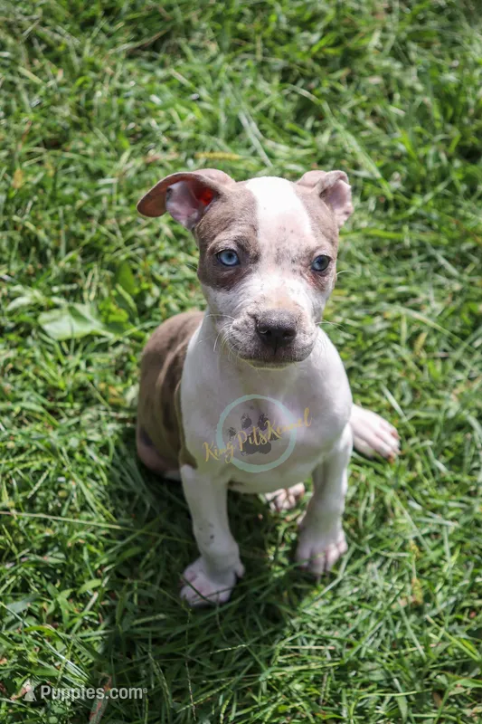 Yellow  – American Bully puppy for sale in East Patchogue, NY