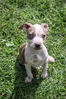 Yellow , a female American Bully for sale in East Patchogue, NY – 1 of 2