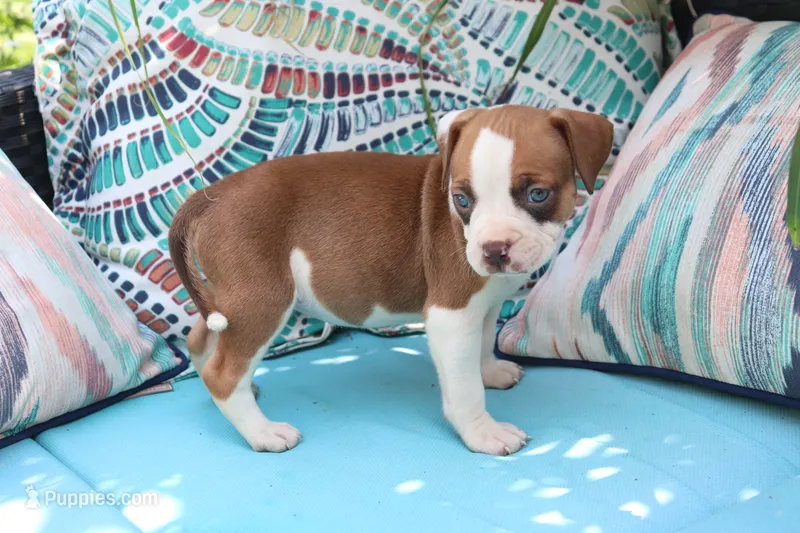 Ahoska – American Bully puppy for sale in East Patchogue, NY
