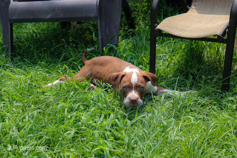Jar Jar Binks – American Bully puppy for sale in East Patchogue, NY