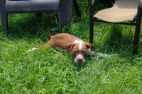 Jar Jar Binks, a male American Bully for sale in East Patchogue, NY – 1 of 5