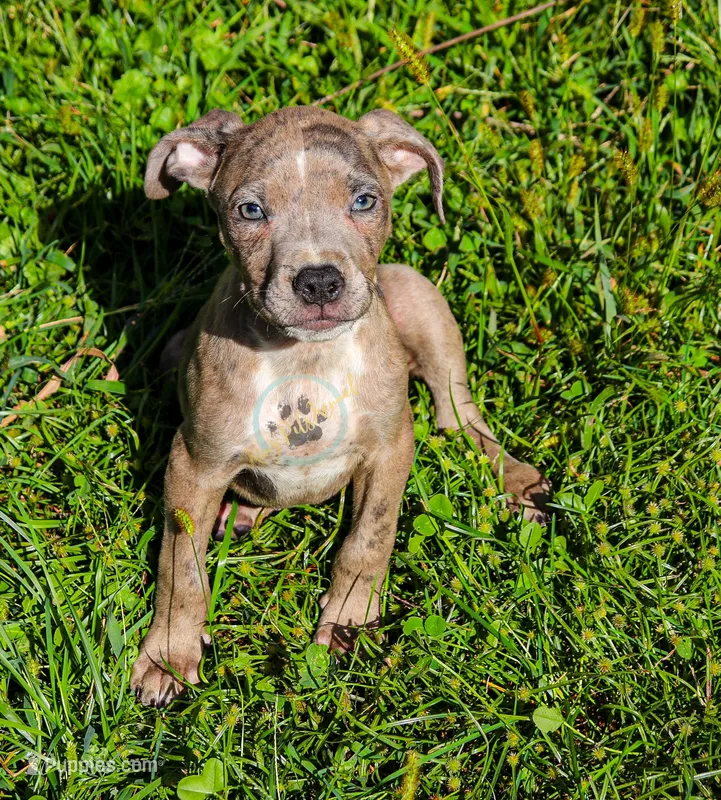 Green – American Bully puppy for sale in East Patchogue, NY