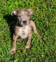 Green, a male American Bully for sale in East Patchogue, NY – 1 of 2