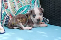 Yellow , a female American Bully for sale in East Patchogue, NY – 1 of 3