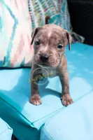Green, a male American Bully for sale in East Patchogue, NY – 1 of 1