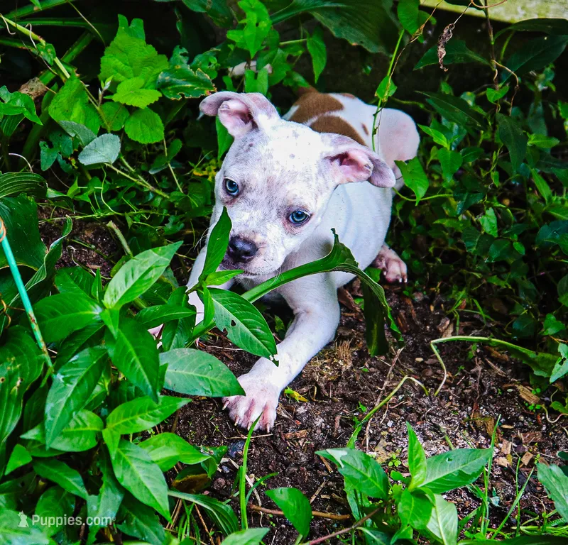 Yoda – American Bully puppy for sale in East Patchogue, NY