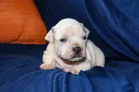 Yoda, a male American Bully for sale in East Patchogue, NY – 2 of 4