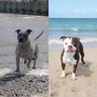 Yoda, a male American Bully for sale in East Patchogue, NY – 2 of 2