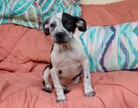 Hope, a female American Bully for sale in East Patchogue, NY – 1 of 3