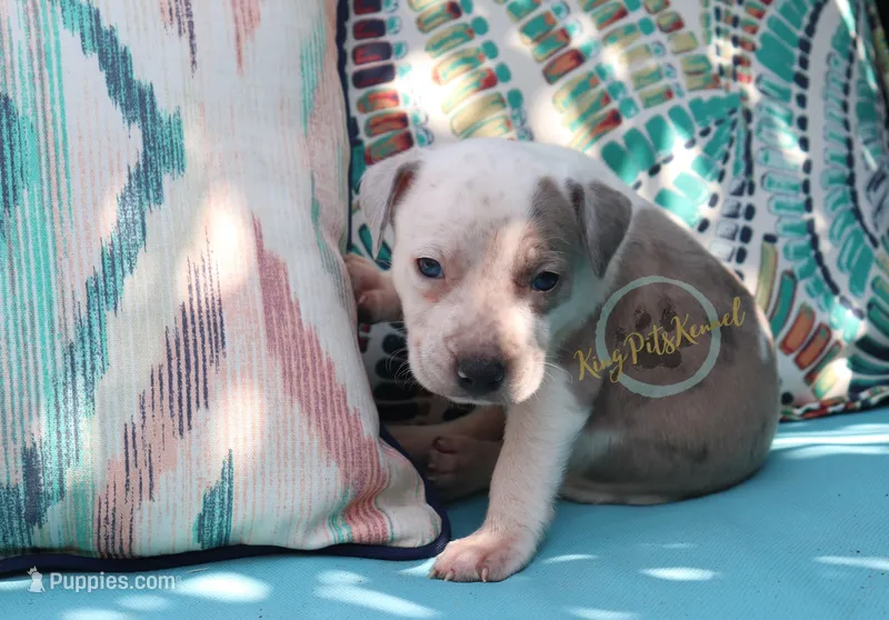 Red – American Bully puppy for sale in East Patchogue, NY