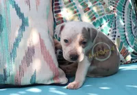 Red, a male American Bully for sale in East Patchogue, NY – 1 of 1