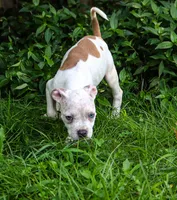 Yoda, a male American Bully for sale in East Patchogue, NY – 2 of 7