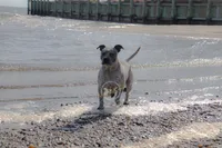 Silver, a female American Bully for sale in East Patchogue, NY – 3 of 3