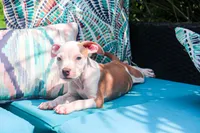 Mara, a female American Bully for sale in East Patchogue, NY – 1 of 5