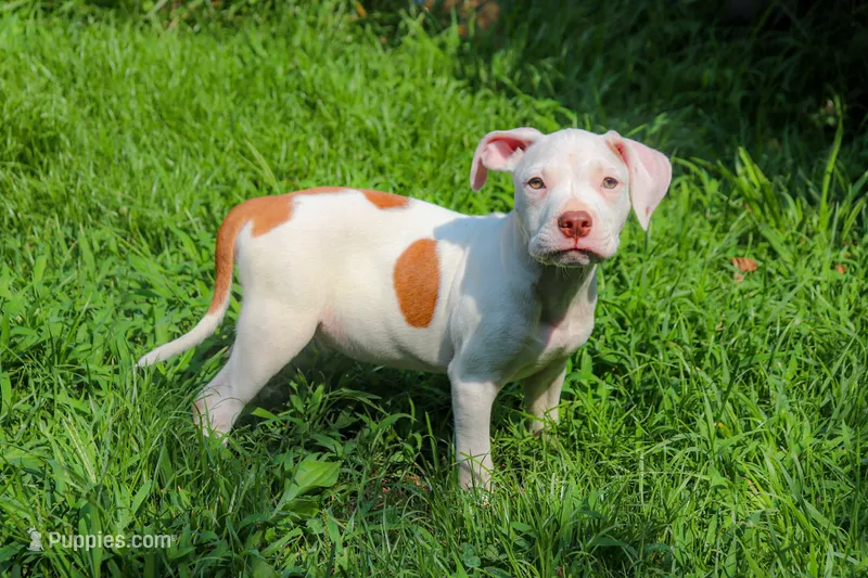 R2D2 – American Bully puppy for sale in East Patchogue, NY