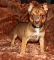 Chewy, a male Pomsky for sale in East Patchogue, NY – Photo 1 of 4