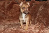 Chewy, a male Pomsky for sale in East Patchogue, NY – Photo 2 of 4