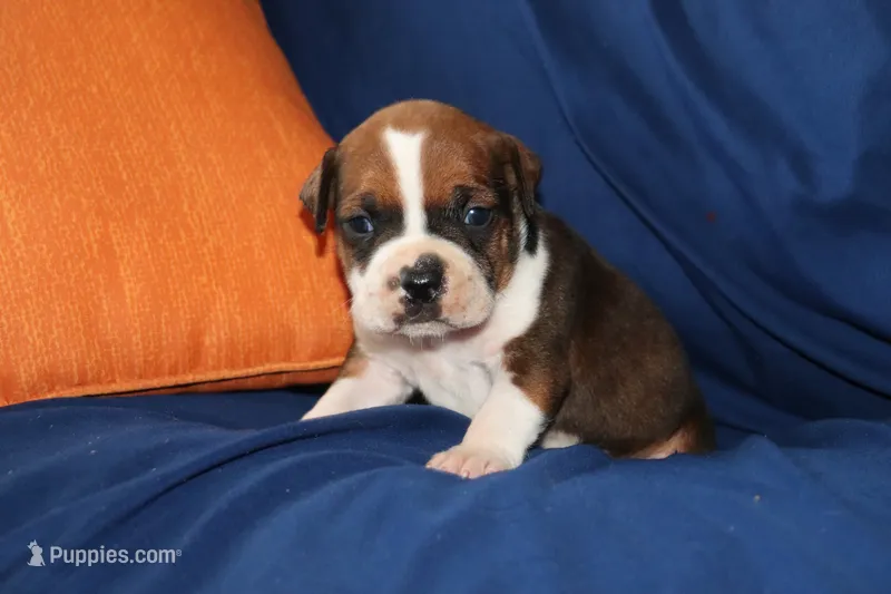Obi-wan – American Bully puppy for sale in East Patchogue, NY