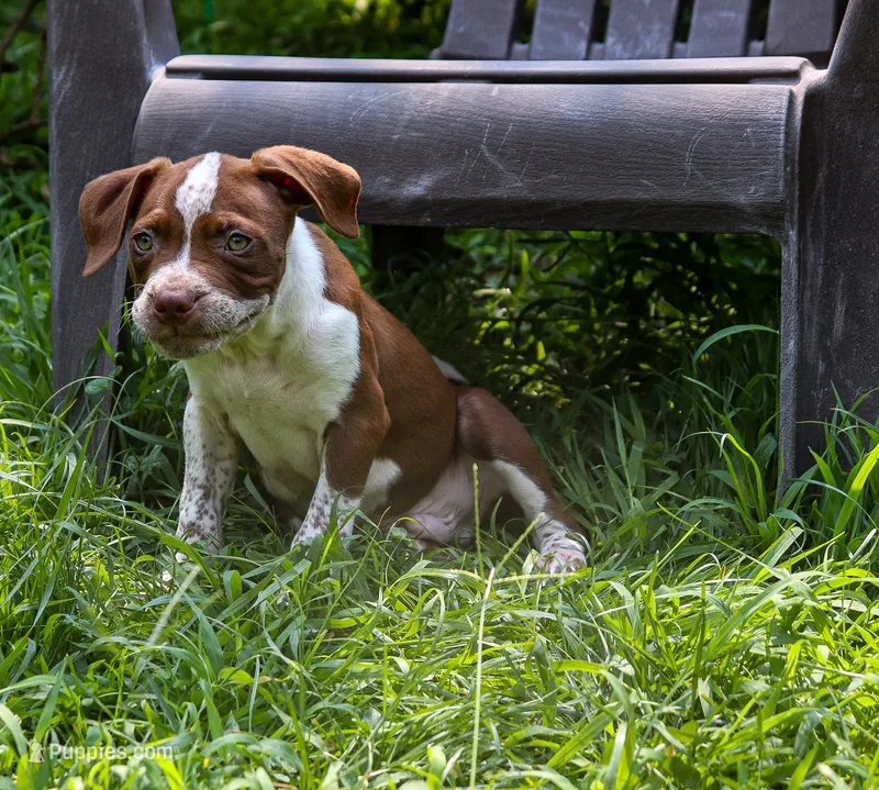 Jar Jar Binks – American Bully puppy for sale in East Patchogue, NY