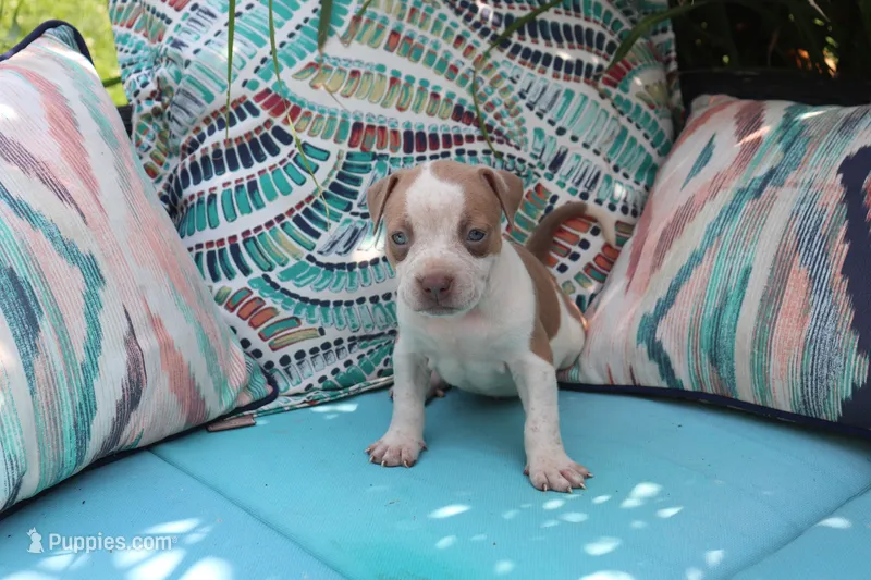 Luke – American Bully puppy for sale in East Patchogue, NY