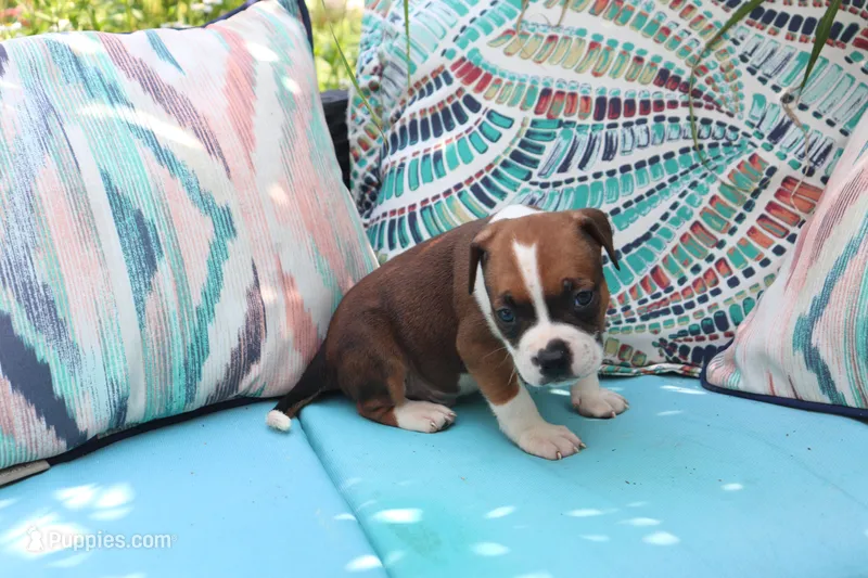 Obi-wan – American Bully puppy for sale in East Patchogue, NY
