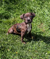 Joy, a female American Bully for sale in East Patchogue, NY – 1 of 4