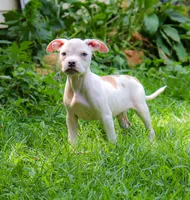 Yoda, a male American Bully for sale in East Patchogue, NY – 3 of 7