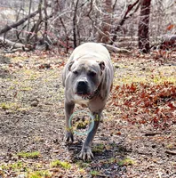 Silver, a female American Bully for sale in East Patchogue, NY – 2 of 3