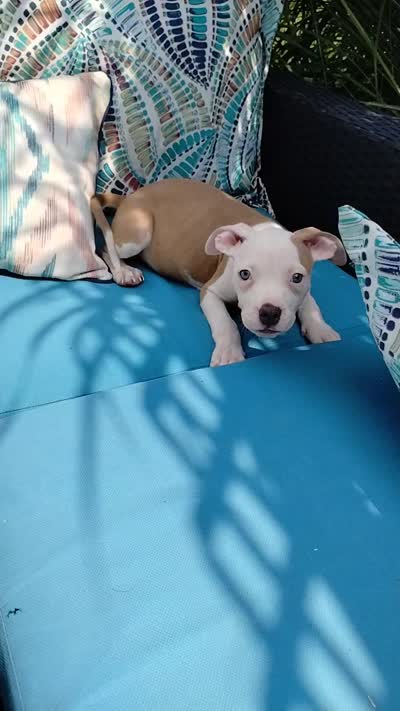 Mara, a female American Bully for sale in East Patchogue, NY – 5 of 5