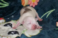 Yoda, a male American Bully for sale in East Patchogue, NY – 1 of 2