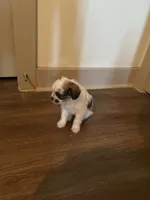 King, a male Yorkipoo and Shih Tzu for sale in Fort Worth, TX – 3 of 10