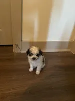 King, a male Yorkipoo and Shih Tzu for sale in Fort Worth, TX – 4 of 10